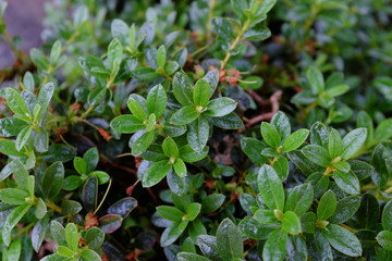 Rhododendron impeditum, China