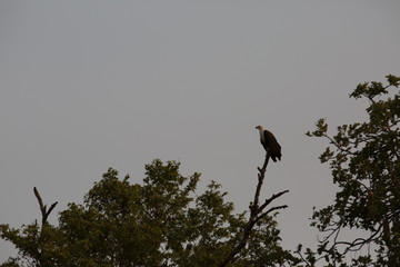 african bird looking for food