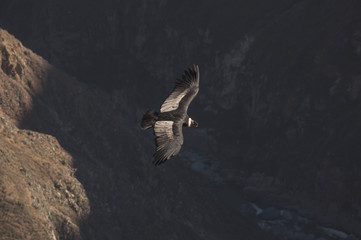 Condor, Cruz del Condor, Canyon del Colca, Pérou