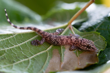 little wild gecko