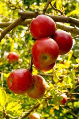 Autumn. Branch in the orchard hung with beautiful, healthy apples.