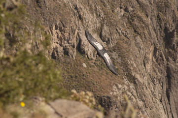 Condor, Cruz del Condor, Canyon del Colca, Pérou