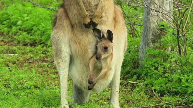 Kangaroos with baby joey in pouch graze in an open field in Australia.