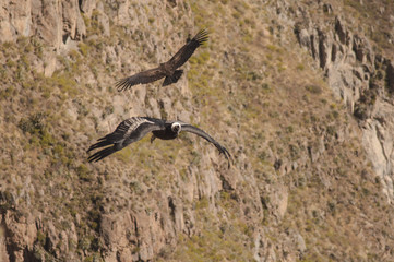 Fototapeta premium Condor couple, Cruz del Condor, Canyon del Colca, Pérou