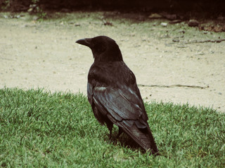 Crow in Paris