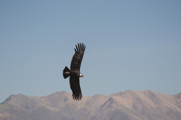 Condor, Cruz del Condor, Canyon del Colca, Pérou
