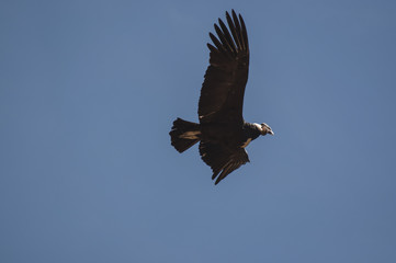 Condor, Cruz del Condor, Canyon del Colca, Pérou