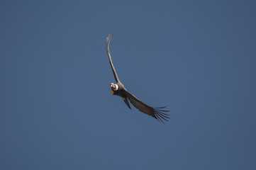 Condor, Cruz del Condor, Canyon del Colca, Pérou
