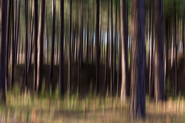 Trees Camera Movement ICM