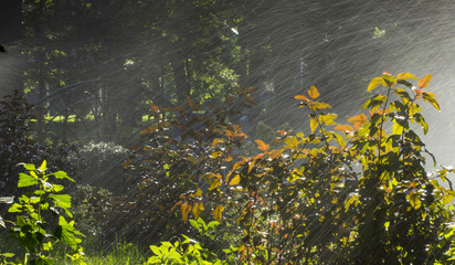 automatic sprinkler system watering the lawn on a background of green grass