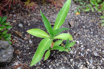 Gentiana tibetica, King