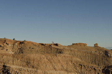 Llama on mountain in La Rioja, Argentina