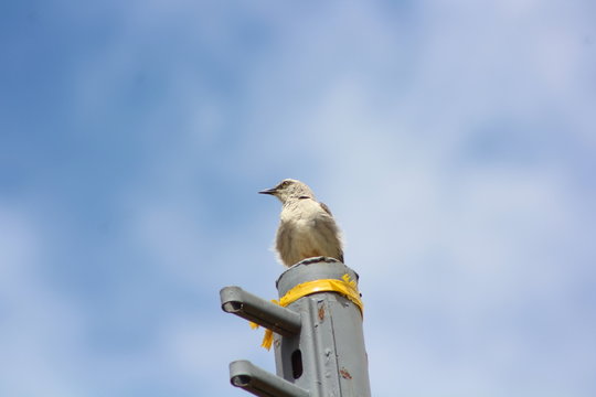 Calandria
