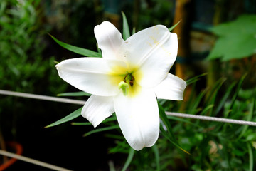 Lilium regale, China