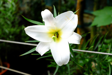 Fototapeta premium Lilium regale, China