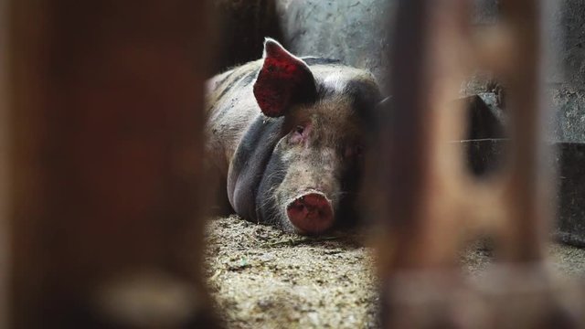 Pig lies in a pigsty, view from behind a metal mesh