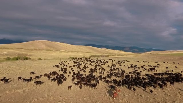 Amazing aerial over a western cattle drive on the plains of Montana.