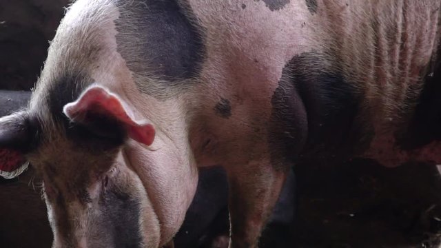 A huge pig walks through a pigsty, looks into the camera and approaches it