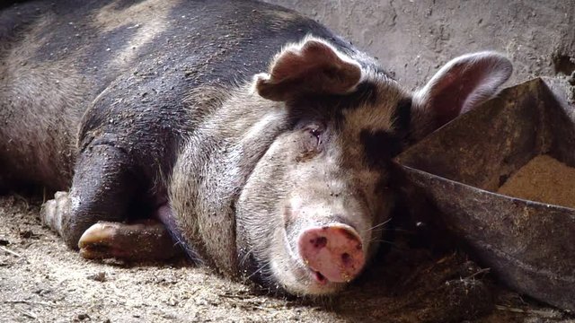 A big pig lies near the trough with food, chewing something sticking out her tongue