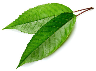Fototapeta premium Green Cherry leaf isolated