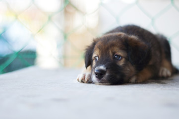 puppy gazing far beyond