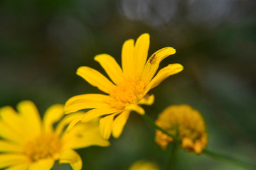 Obraz premium close shot yellow flowers