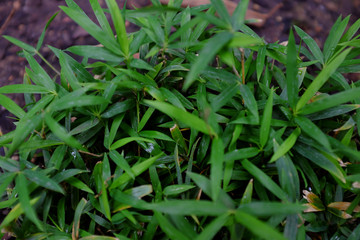 Sasa pumila, Bambusoideae, Japan