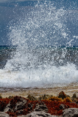 Waves crash against rocks in caribbean sea. sargasso seaweeds invade every surface.