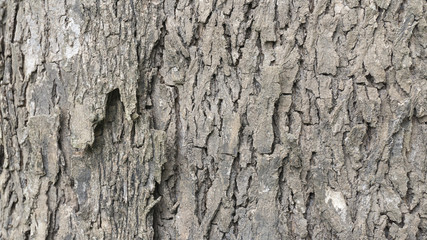 Bark old wood texture natural pattern for background,with copy space for your text..