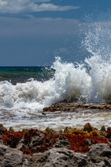 Fototapeta na wymiar Waves crash against rocks in caribbean sea. sargasso seaweeds invade every surface.