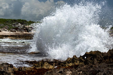 Waves crash against rocks in caribbean sea. sargasso seaweeds invade every surface.