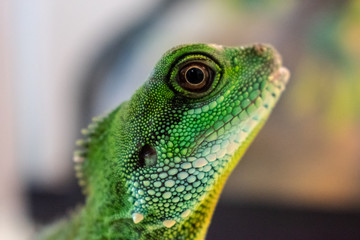 Colorful Water Dragon