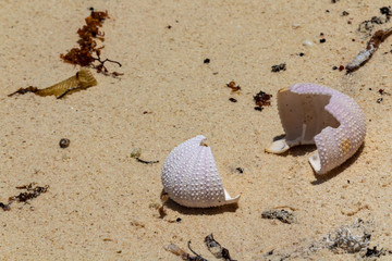 Sea urchin exoskeleton on sandy beach. Closeup on calcium details. They make beautiful decorative elements