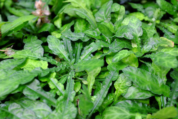 Crossandra flava, Acanthaceae, Africa