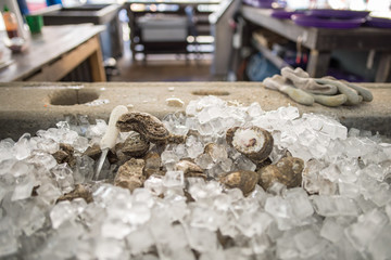 Oysters on ice at the world famous French Market in the French Quarter