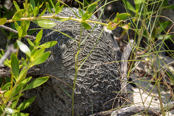 Brain corals on dry land. Oceanographers inform that rising temperatures cause massive coral deaths, which end up on the beach.
