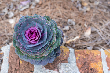 Beautiful ornamental cabbage plant in in bloom