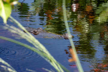 wild crocodile in its habitat. this gigantic male croc is in its lake, waiting for it prey.