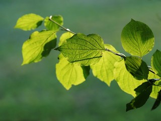 twig with green leafes, backlit by sun