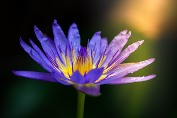purple lotus flower with yellow pollen