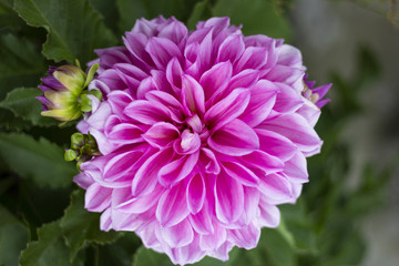 Beautiful Pink Dalia