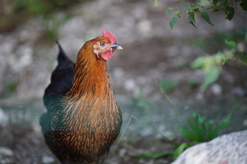 single brown black hen, chicken, free range
