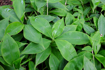 Tradescantia zanonia, Podenka Zanoniho, Commelianaceae, (USA)