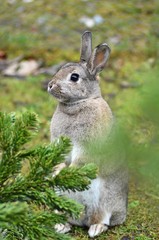 Naklejka na ściany i meble light brown-grey rabbit outdoors, standing upright and watching