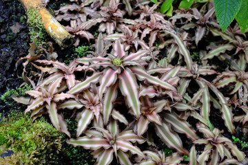 Cryptanthus bivittatus, Bromeliaceae, Brazil