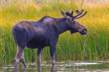Moose