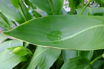 Obraz premium Canna flaccida, Cannaceae, (Florida and Carolina)