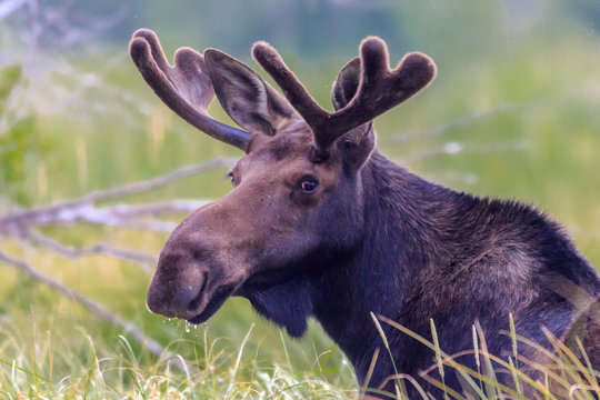 Moose