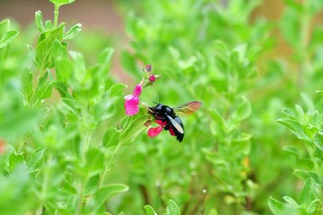 虹色に輝く羽根がきれいなタイワンタケクマバチ