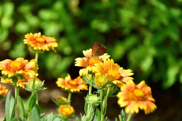 一生懸命吸蜜するベニシジミ